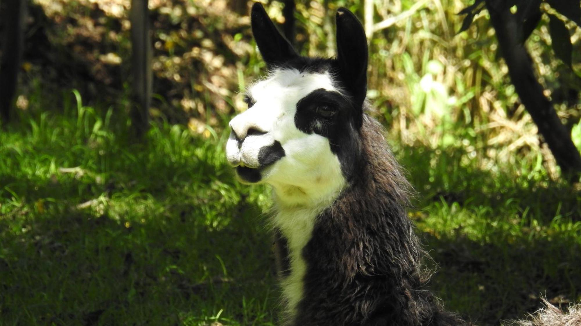 Hacienda Jimenita Wildlife Reserve Puembo المظهر الخارجي الصورة